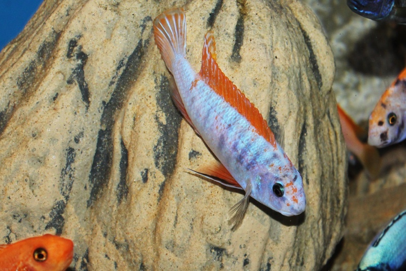 Labeotropheus trewavasae 'Thumbi West Island'